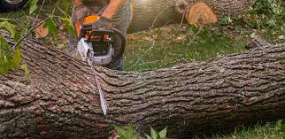 Susan Moore, AL Tree Removal Company
