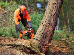 Leaf Removal in Susan Moore, AL