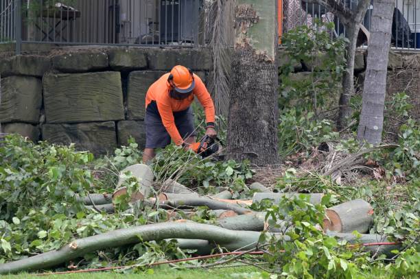 How Our Tree Care Process Works  in  Susan Moore, AL